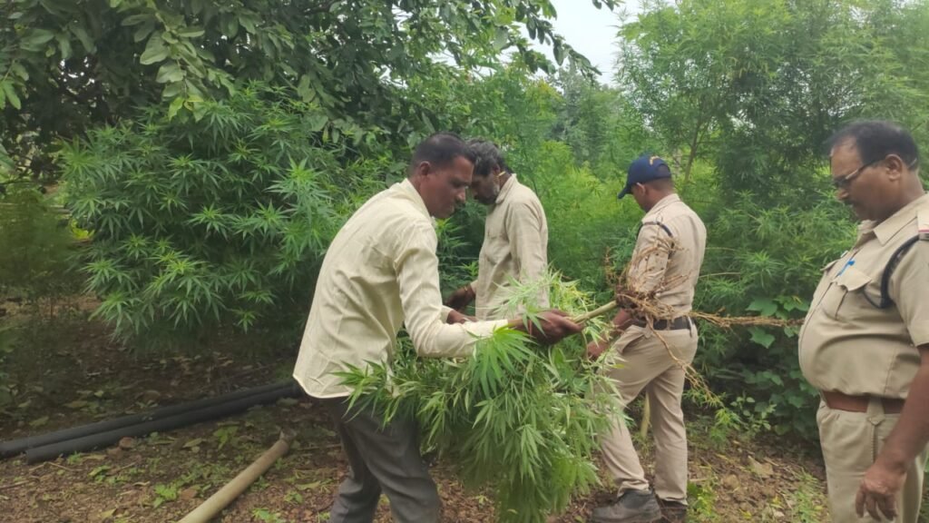 खेत के आड़ में नशे के झाड़ : कपास के खेत में उगा दिया 2 लाख कीमत का अवैध गांजा, पुलिस ने दबिश देकर किया पर्दाफाश 1 IMG 20230715 WA0057