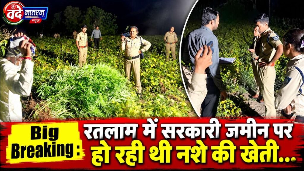 Ratlam : सरकारी जमीन पर लहलहा रही थी गांजे की फसल, 7.3 क्विंटल पौधे जब्त 1 Cannabis cultivation on government land in Ratlam